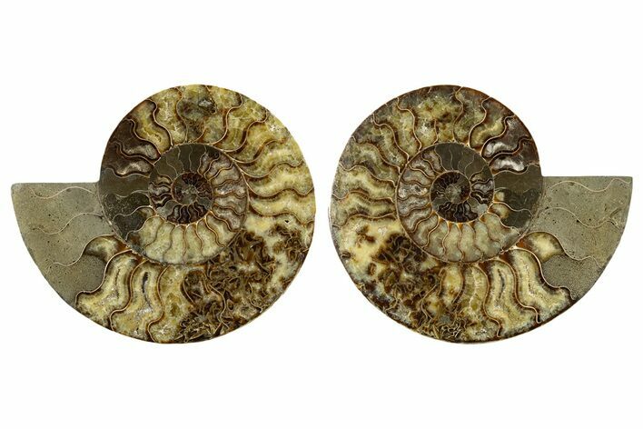 Large, Cut & Polished Ammonite Fossil - Madagasar #345535